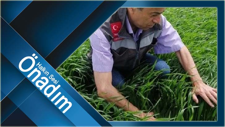 Pınarhisar’da süne sürvey çalışmaları sürüyor