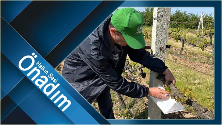 Babeski’de feromon tuzakları kuruldu