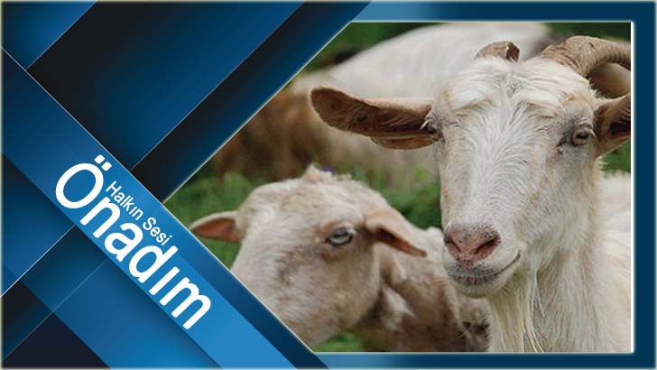 213 bin yetiştiriciye 830,8 milyon lira anaç koyun keçi desteği…