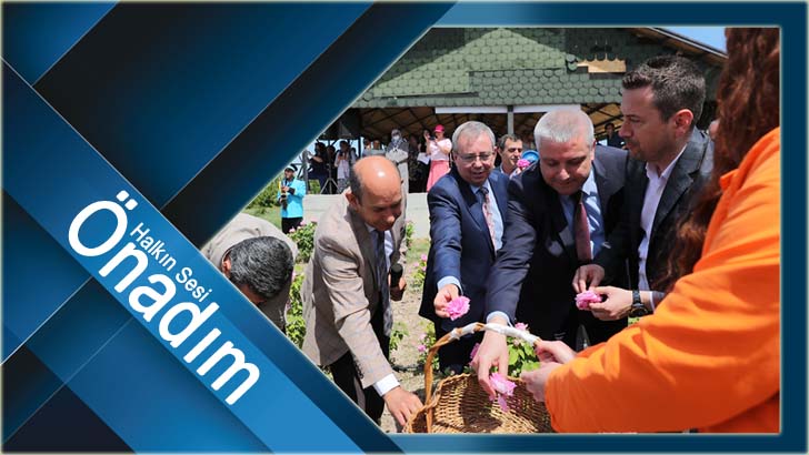 Edirne gülleri, festival tadında bir etkinlikle hasat edildi