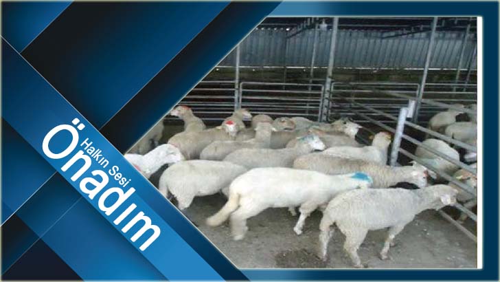 Toplu Kurbanlık Hayvan Kesimi Yapacak Yerlere Uyarı!