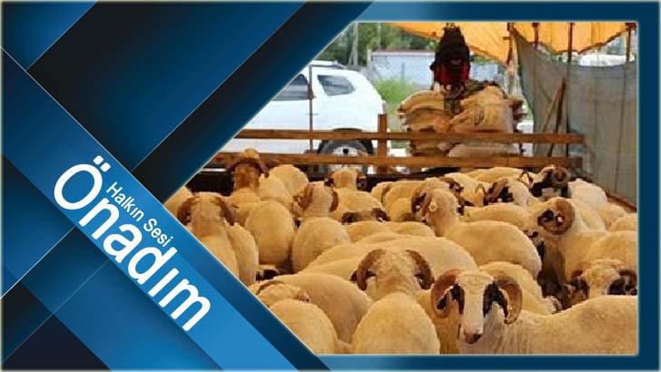 Coğrafi tescilli Kırklareli Kıvırcık Kuzusu başka hiçbirine benzemez