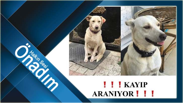 Kayıp Aranıyor!