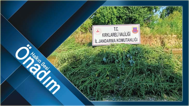 Drone destekli kenevir operasyonunda 661 bin 850 kök kenevir ele geçirildi