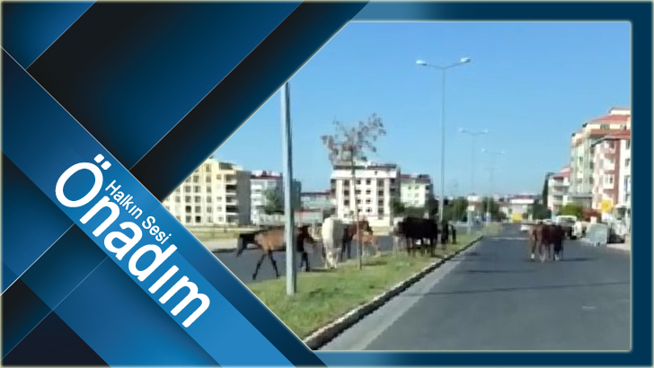 Bu sorunu kim çözecek?