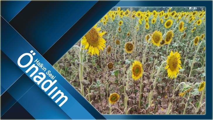 Tarım ve Orman Bakanlığı Çayır Tırtılı ile İlgili Açıklama Yaptı