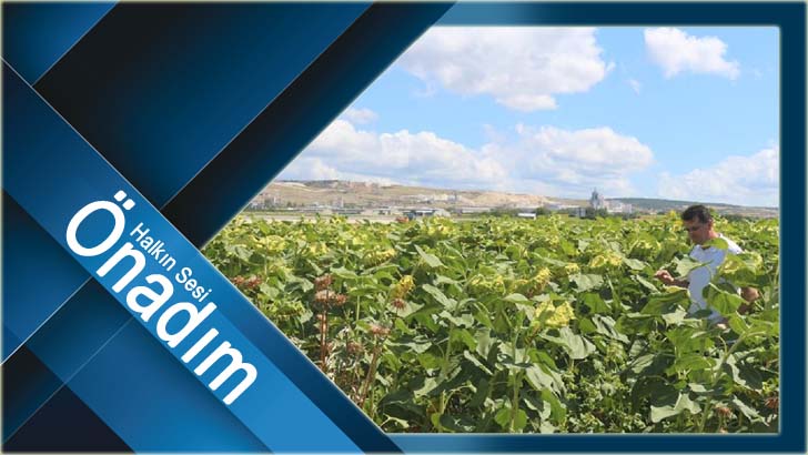 Tarlanızı haftada bir kontrol edin