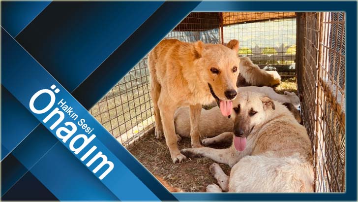 179 köydeki sokak hayvanları için ilk adım atıldı