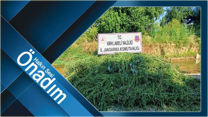 Babaeski’de iki ayrı tarlada yapılan aramada toplam 208 bin 500 kök kenevir ele geçirildi