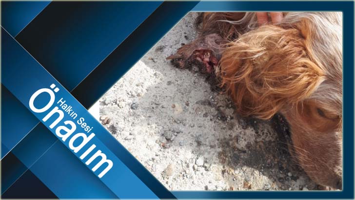 Kofçaz’da sokak köpeklerine neler oluyor?