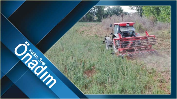 Nadırlı’da 107 bin kök kenevir ele geçirildi