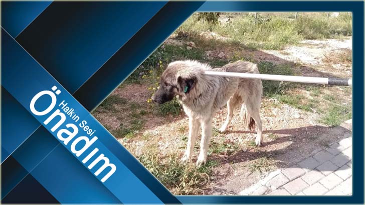 Esen; “Gönüllü kuruluşlar ile Belediyeler işbirliği yapmak zorundalar”