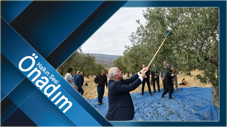 Vali Aziz Yıldırım zeytin hasadına katıldı