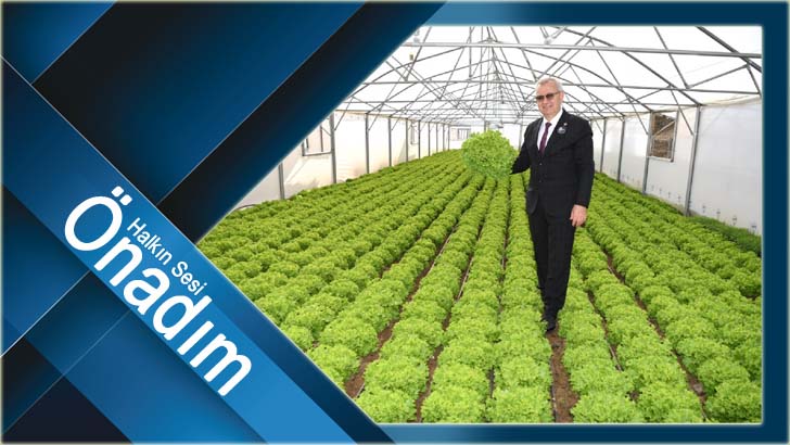 Keşan Belediyesi seralarında 32 bin kök ürün hasat ediliyor