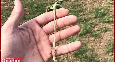 Çiftçiyi Ayçiçeğinde ‘Bozkurt’ Korkusu Sardı