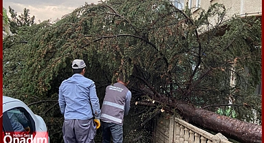 Fırtına ağaçları devirdi!