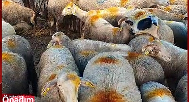 Kırklareli'de Kurbanlık Satış Yerleri