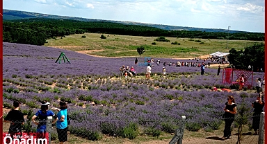 Lavanta Kokuları Buradan Yükselecek