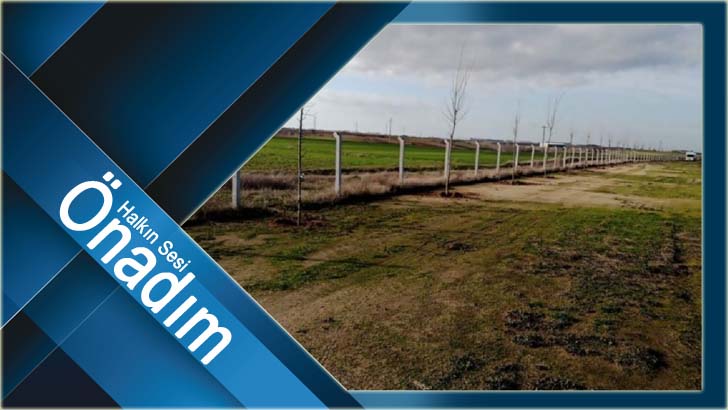 Ergene Belediyesi Çilek Tarlalarının Etrafına 200 Adet Ihlamur Ağacı Dikti
