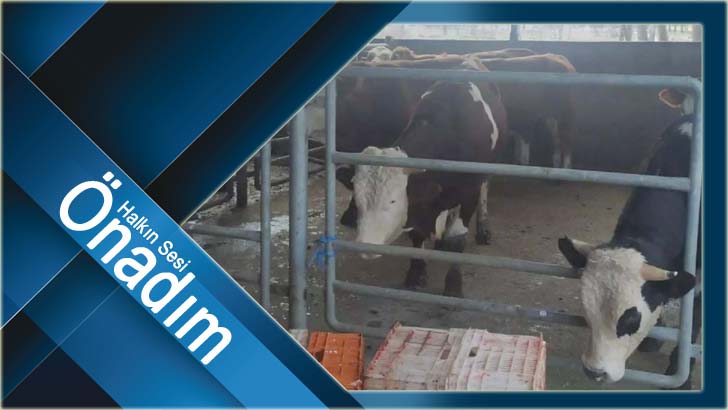 Kaçak hayvan getiren şahıslara 46 bin 783 TL para cezası uygulandı