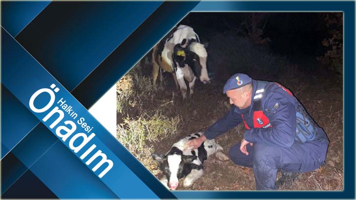 Jandarmanın bulduğu buzağıya “Mucize” adı konuldu