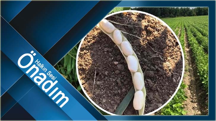 Nohut ve Fasulyede yüzde 75 hibe desteği verilecek