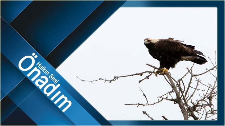 Biri onları gözetliyor!