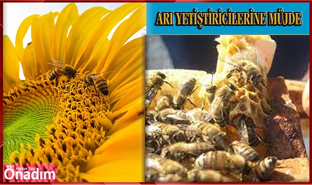 Arı Üreticilerine Destekleme