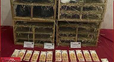 Cins Kuşları Yurda Kaçak Sokmaya Çalıştılar Ama Yakalandılar