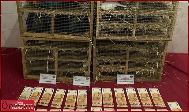 Cins Kuşları Yurda Kaçak Sokmaya Çalıştılar Ama Yakalandılar
