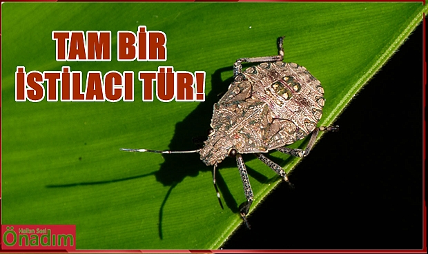 Edirne Tarım ve Orman Müdürlüğü İstilacı Türe Dikkat Çekti