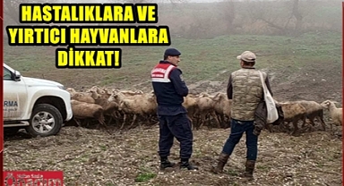 Jandarmadan Sürü Çobanlarına Kritik Uyarılar
