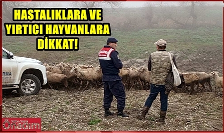 Jandarmadan Sürü Çobanlarına Kritik Uyarılar