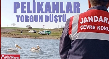 Pelikanların İmdadına Jandarma Yetişti