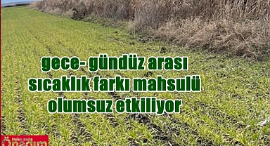 UZO Ziraat Mühendisleri Tarla Kontrollerine Devam Ediyor