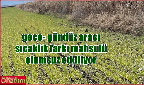 UZO Ziraat Mühendisleri Tarla Kontrollerine Devam Ediyor