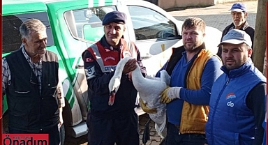 ‘HAYDİ’ Uygulaması Bitkin Kuğunun Hayatını Kurtardı!