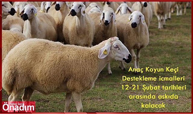 Küçükbaş hayvan üreticilerine önemli duyuru!