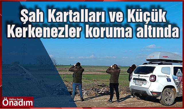 Şah Kartalları ve Küçük Kerkenezler koruma altında
