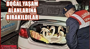 Yaban Kuğusu Kaçakçılarına 170 Bin Lira Ceza Kesildi