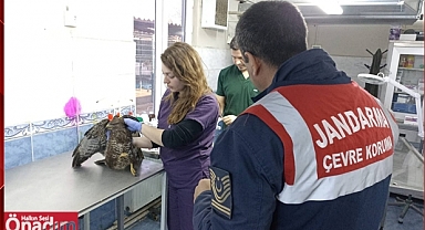 Yaralı Şahin İçin Seferber Oldular