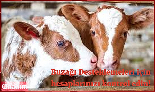Buzağı Desteklemeleri için hesaplarınızı kontrol edin!