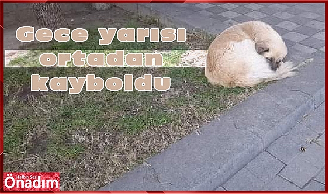 Gece yarısı ortadan kayboldu