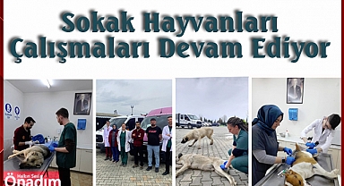 Sokak Hayvanları Çalışmaları Devam Ediyor