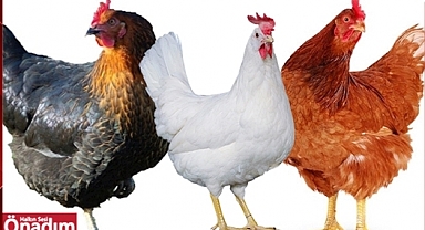 Uzunköprü Ziraat Odasından Yumurtalık Tavuk Hamlesi! Uygun Fiyata Satışa Sunulacak!