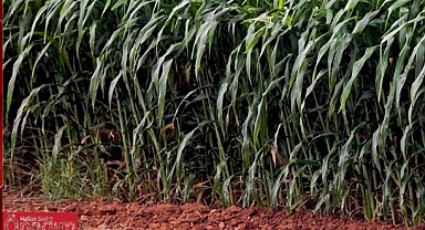 Yüzde 75 Hibe destekli sudan melez otu tohumu dağıtılacak