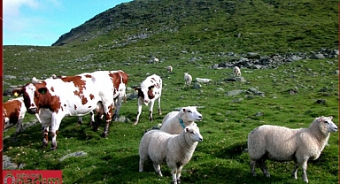 Edirne Kırklareli ve Tekirdağ’daki Büyük ve Küçükbaş Hayvan Sayıları Açıklandı