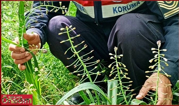 Edirne Sümbülüne Sıkı Koruma; Koparan Yandı!