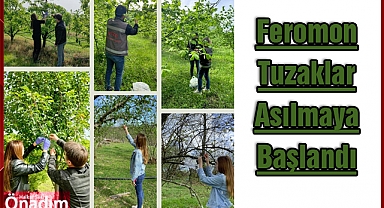 Feromon Tuzaklar Asılmaya Başlandı