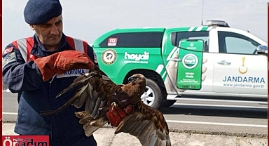 Jandarma Yaban Hayatının da Güvencesi Oldu